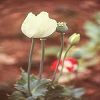 Plants: image2 149 Of 208 Thumb